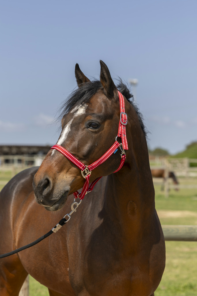 Cabeçada Norton grooming bordeaux - vários tamanhos disponíveis 