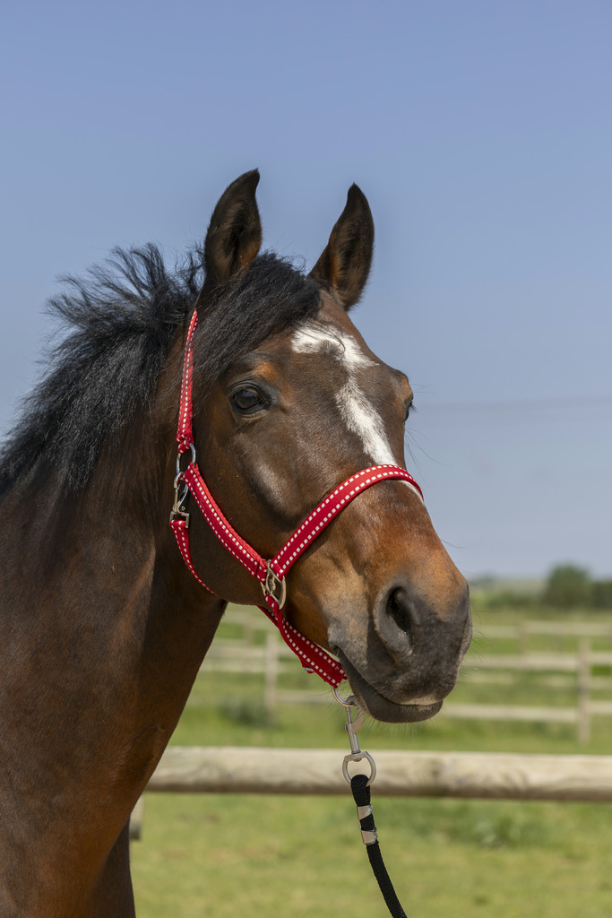 Cabezada Norton grooming burdeos - varias tallas disponibles 