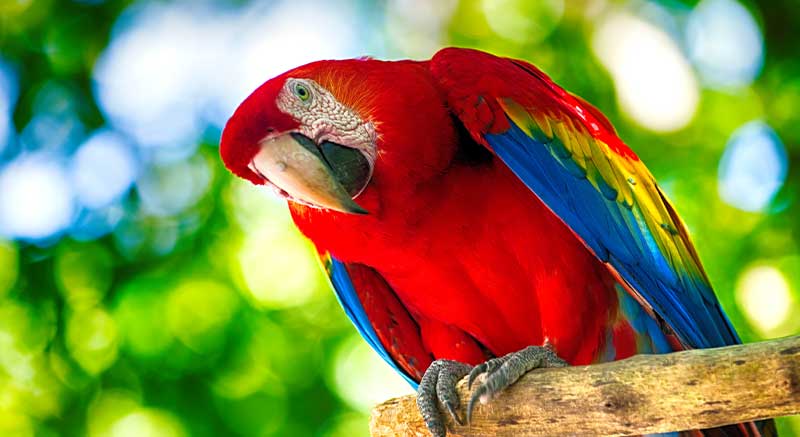 A los loros les encanta Prestige Parrots Frutas exóticas 