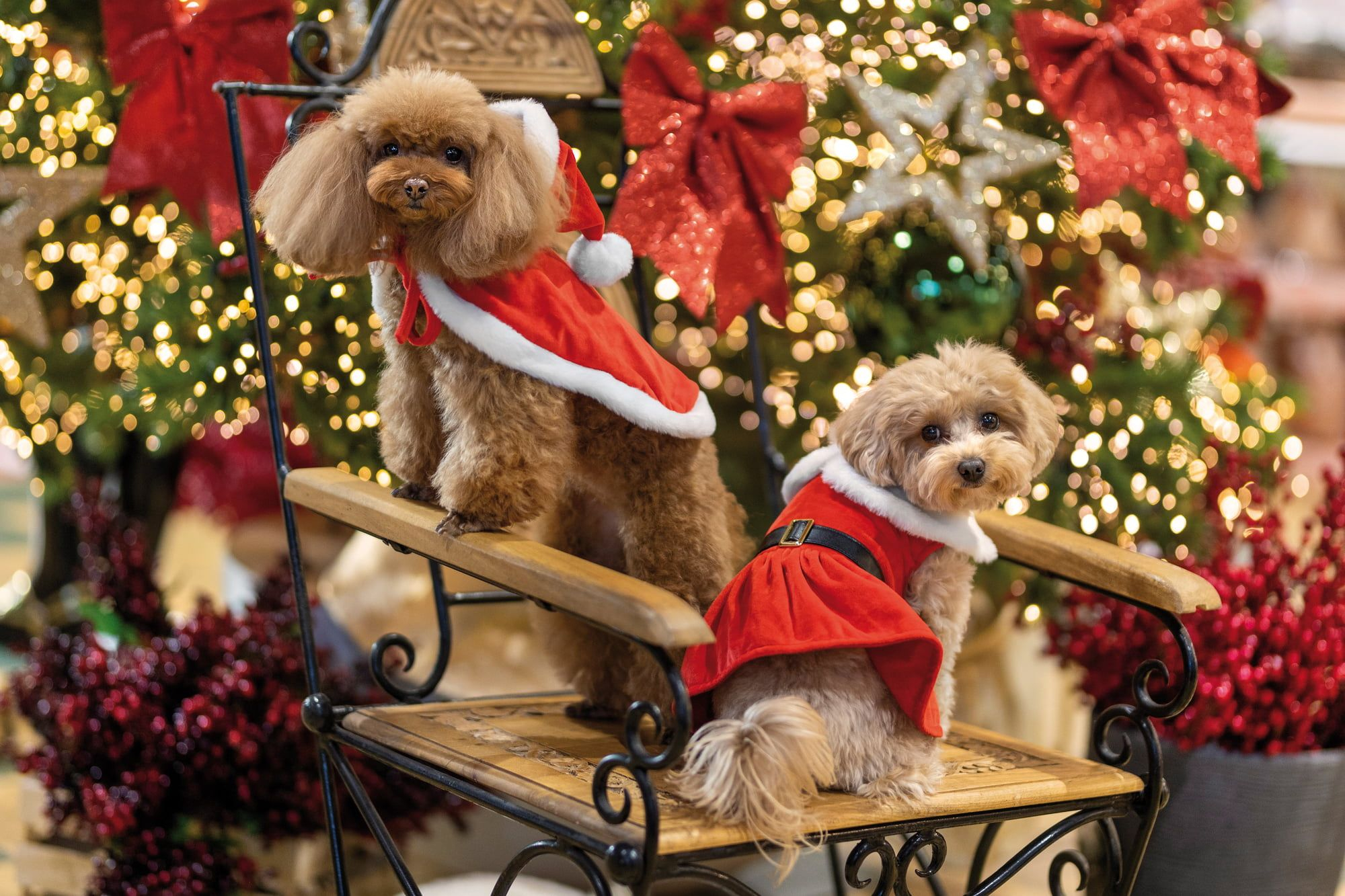 Hundekostüm Weihnachtskleid