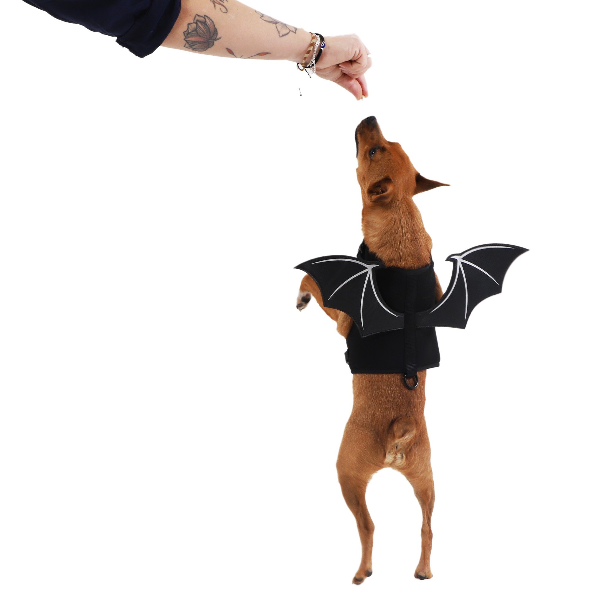 Hundegeschirr Fright Night Wings