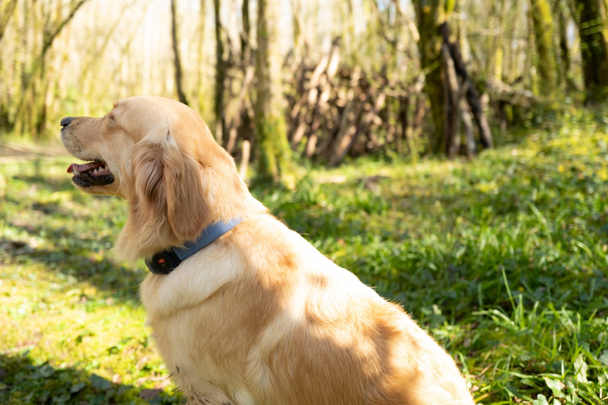 USB-Leuchthalsband für Hunde mit langem Fell Zolux Bivouak - in 2 Farben erhältlich