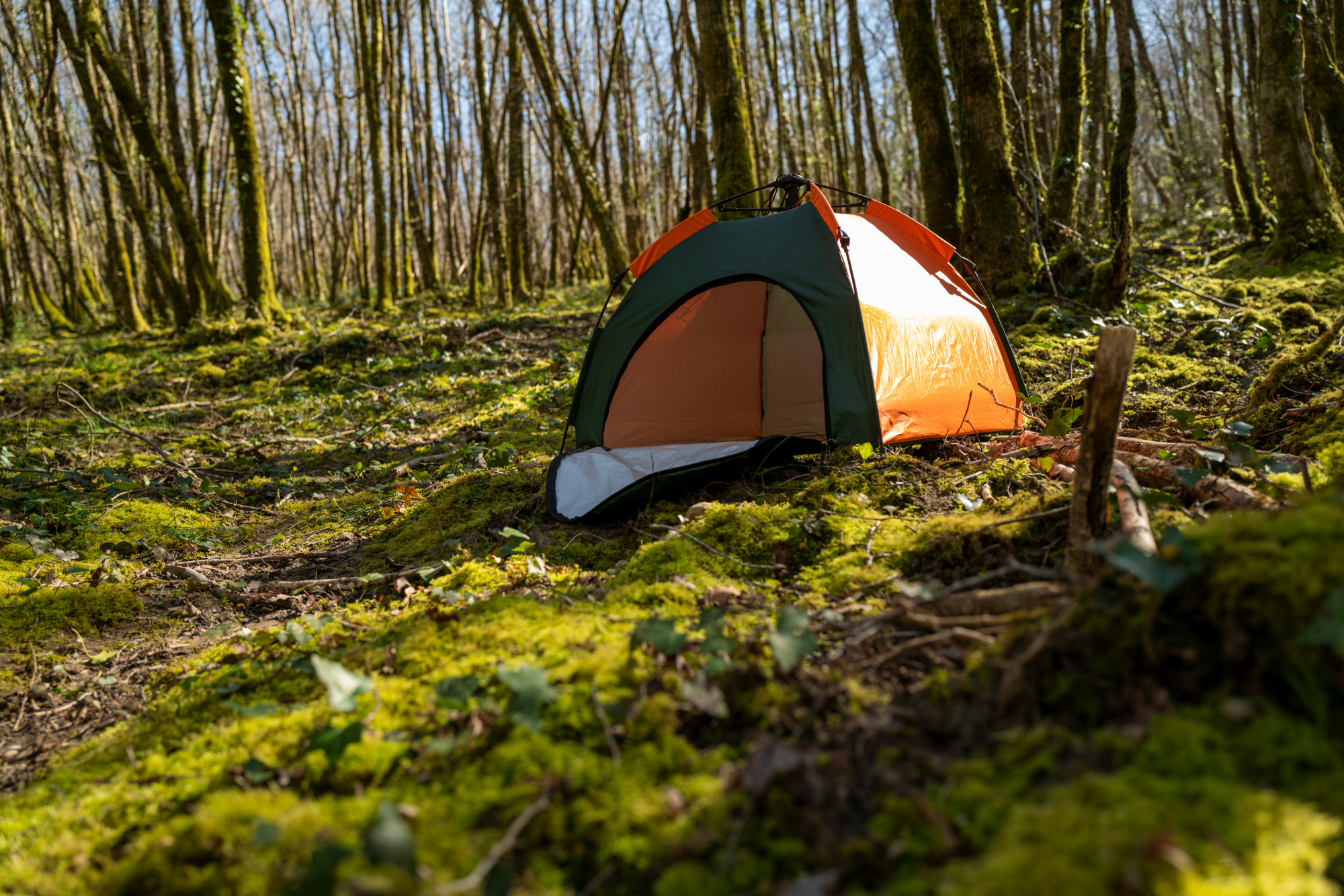 Tente de randonnée pour chien Zolux Bivouak 