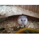 16171_Versele-Laga-Mini-Hamster-Nature-pour-hamsters-nains_de_christelle_5982127855fc3efeaeb42d9.50979511