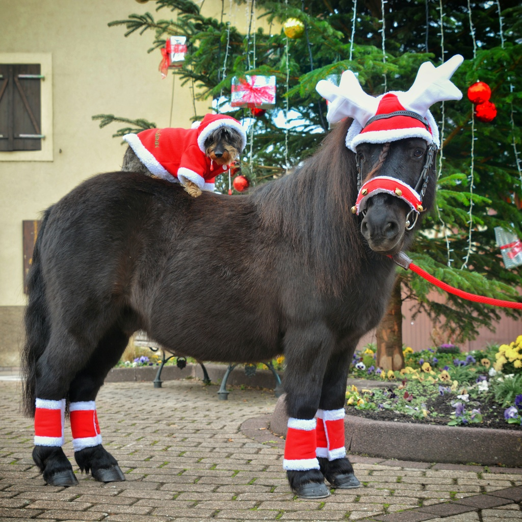 EQUITHEME Bonnet renne de noël 