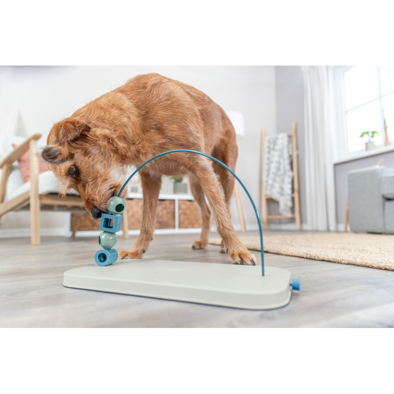 Dog Activity Skills Loop - Niveau 4