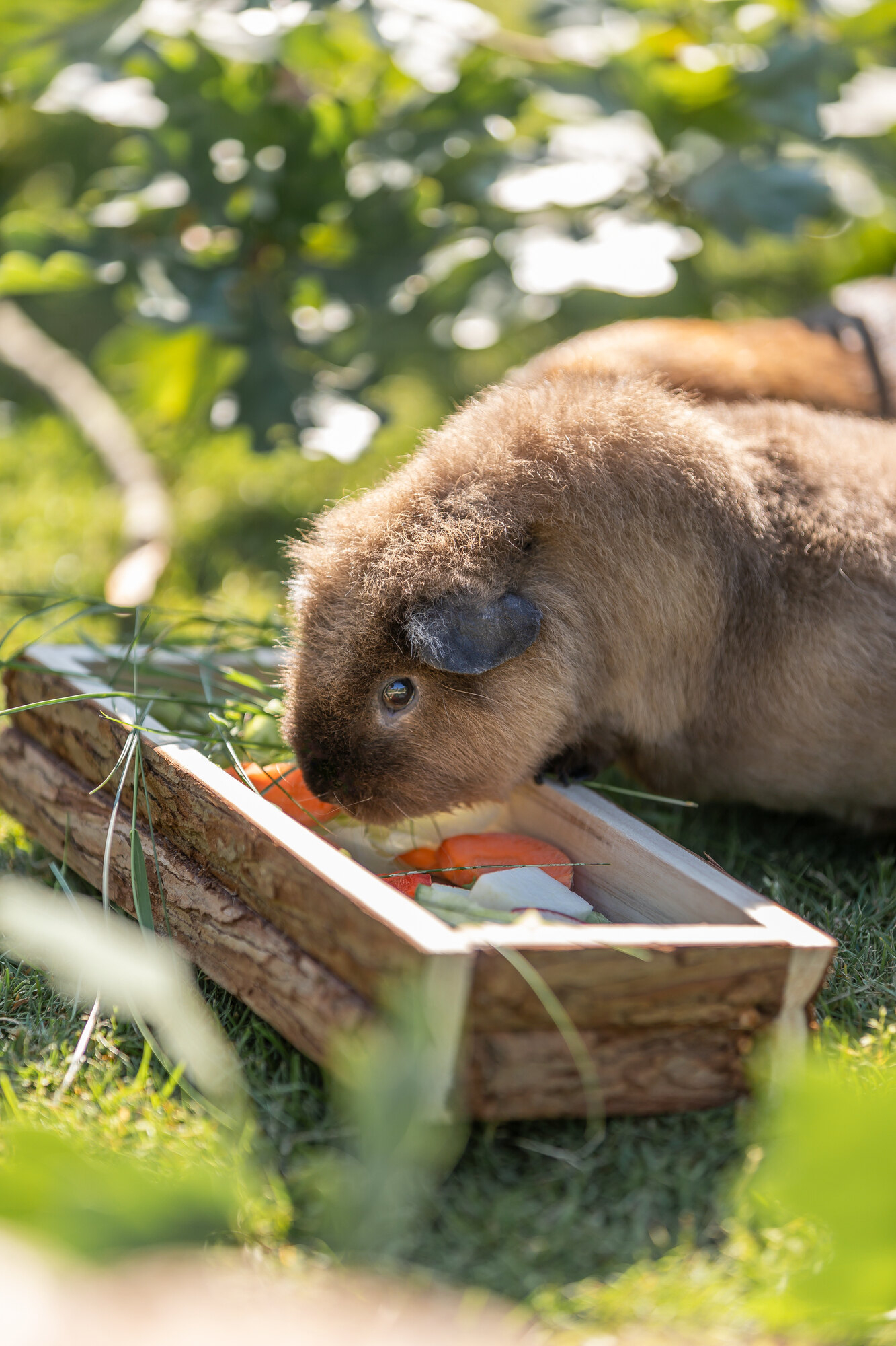 Plateau d'alimentation pour cochon d'Inde et lapins