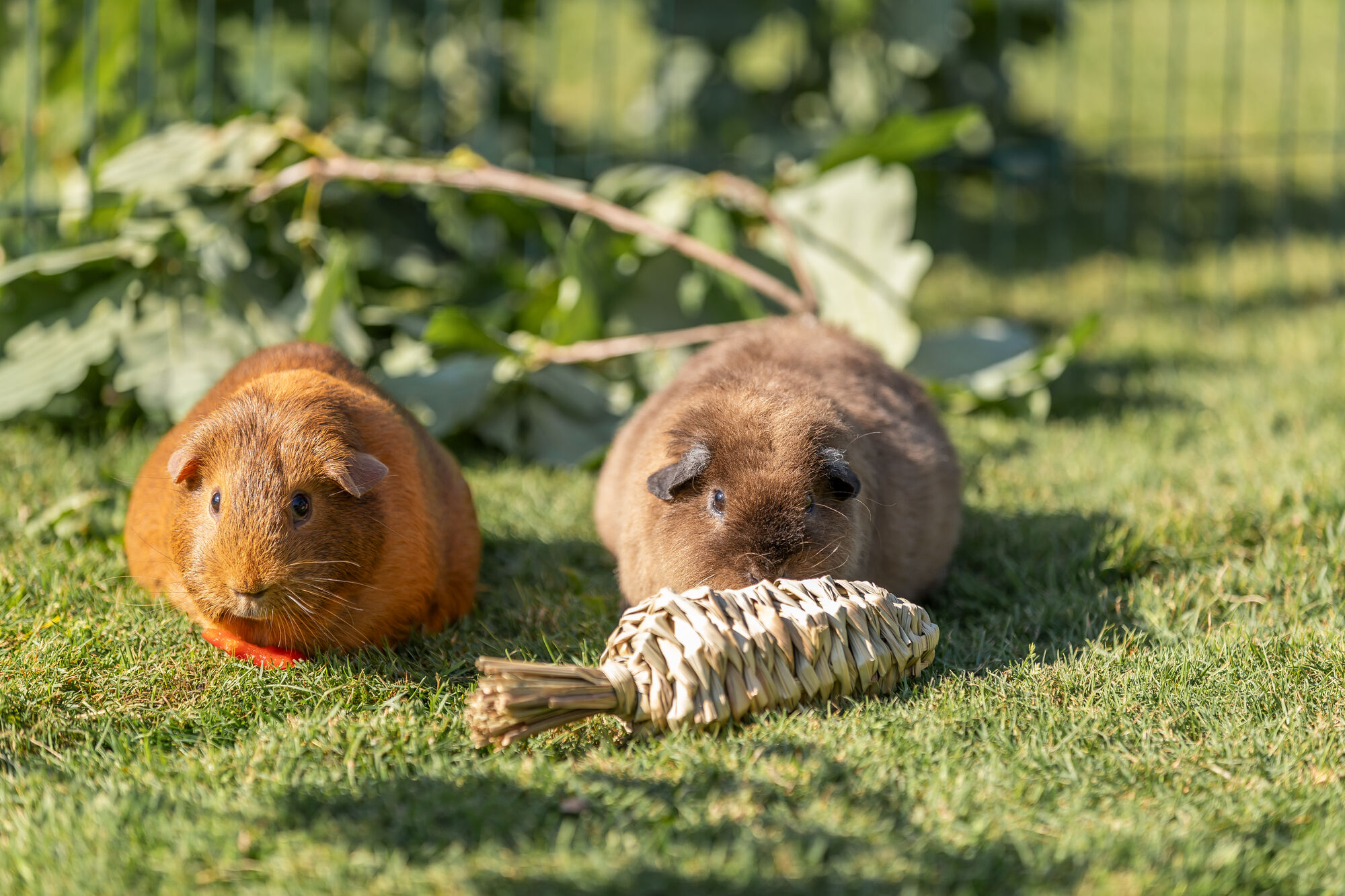 Jouet en herbe Carotte pour rongeurs