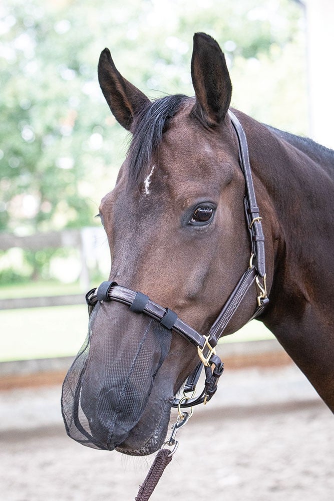 HARRY'S HORSE Filet de nez noir