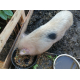 16554_Pet-Pig-Muesli-Country's-Best-Aliment-pour-cochons-vietnamiens-et-cochons-nains_de_Damien_11596562895ff3fbcab46e40.63048555