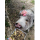 16554_Pet-Pig-Muesli-Country's-Best-Aliment-per-maiali-vietnamiti-e-maialini-nani_de_Simona_21357886885ee0a46e72c617.42194107