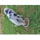 16554_Pet-Pig-Muesli-Country's-Best-Aliment-pour-cochons-vietnamiens-et-cochons-nains_de_Jennifer_12649904635f04b933ca72e6.54134072