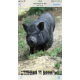 16554_Country's-Best-Pet-Pig-Muesli-Aliment-pour-cochons-vietnamiens-et-cochons-nains_de_fabienne_5367589965bcede6e3021a0.70026485
