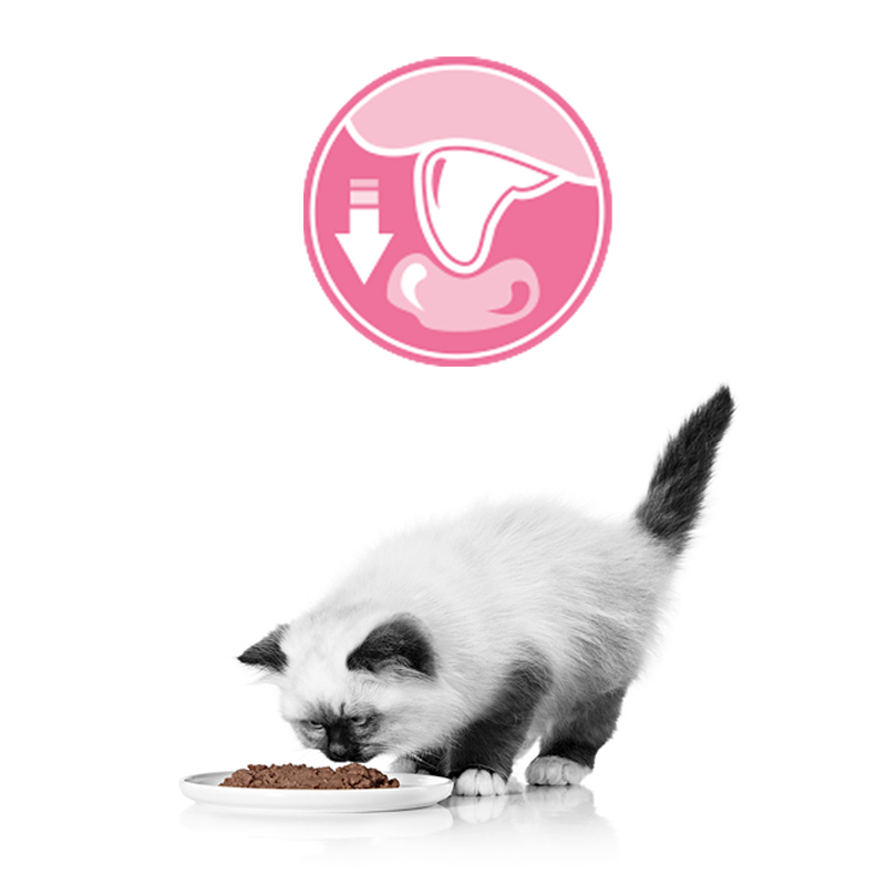 ROYAL CANIN Kitten Bocaditos en gelatina para gatitos