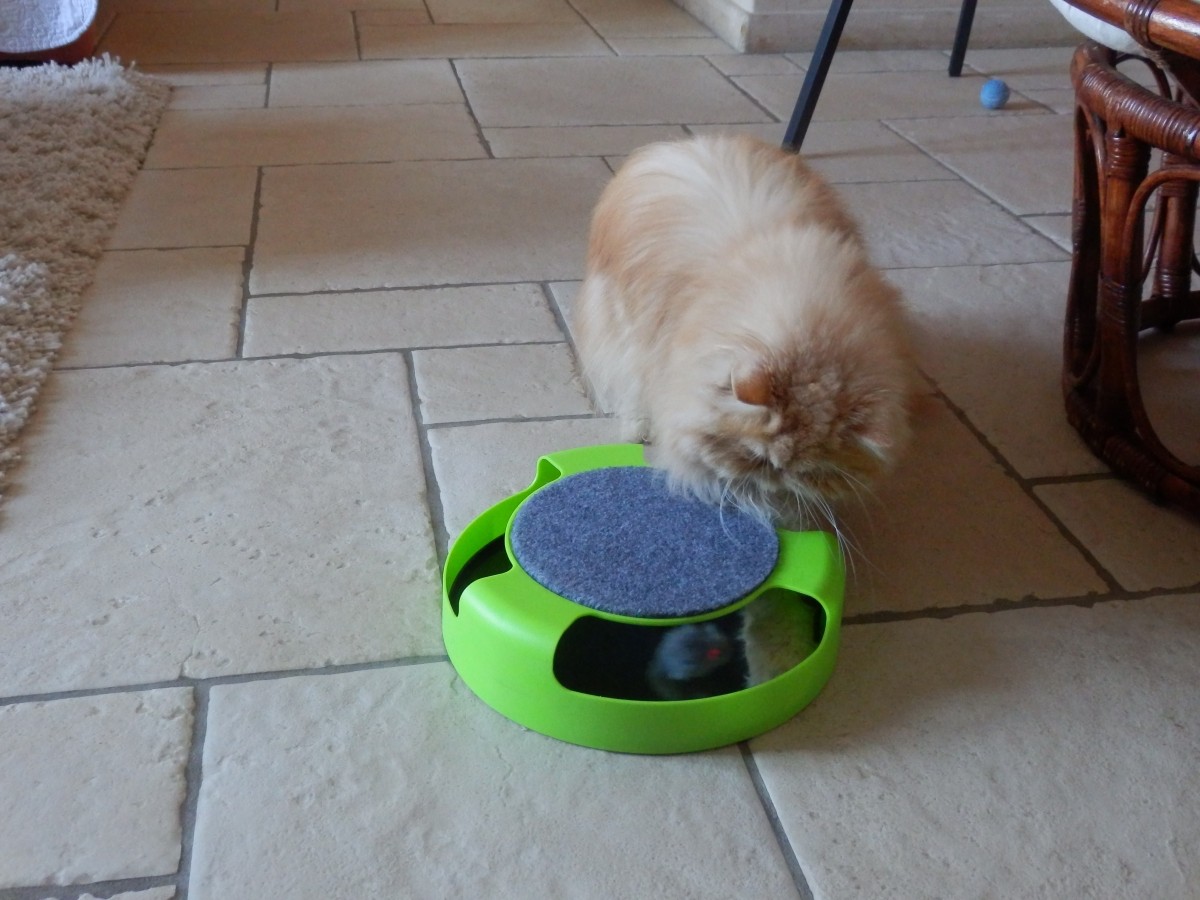 Avis Sur Station De Jeu Attrape Souris Pour Chat