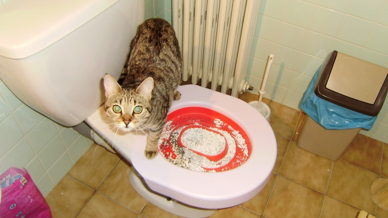 Kit D'entraînement aux Toilettes pour Chat, Siège D'urinoir Professionnel  pour Entraîneur de Toilettes Kitty avec Plateau Bleu à Rainures, Système