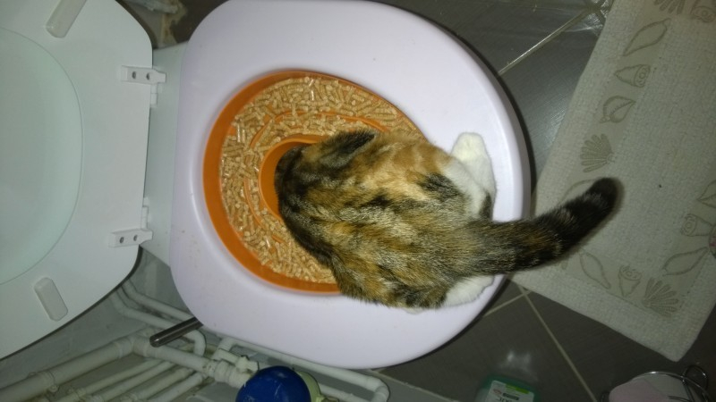 Почему жидко ходит в туалет. Лоток для кошек на унитаз. Система приучения кошек к унитазу. Домакот система приучения кошки к унитазу. Круг на унитаз для кошек.