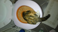 17088_Litter-Kwitter---Kit-litière-pour-entraîner-votre-chat-à-se-servir-de-vos-toilettes!_de_carine_1039201284547d51cd08c0e6.86151617