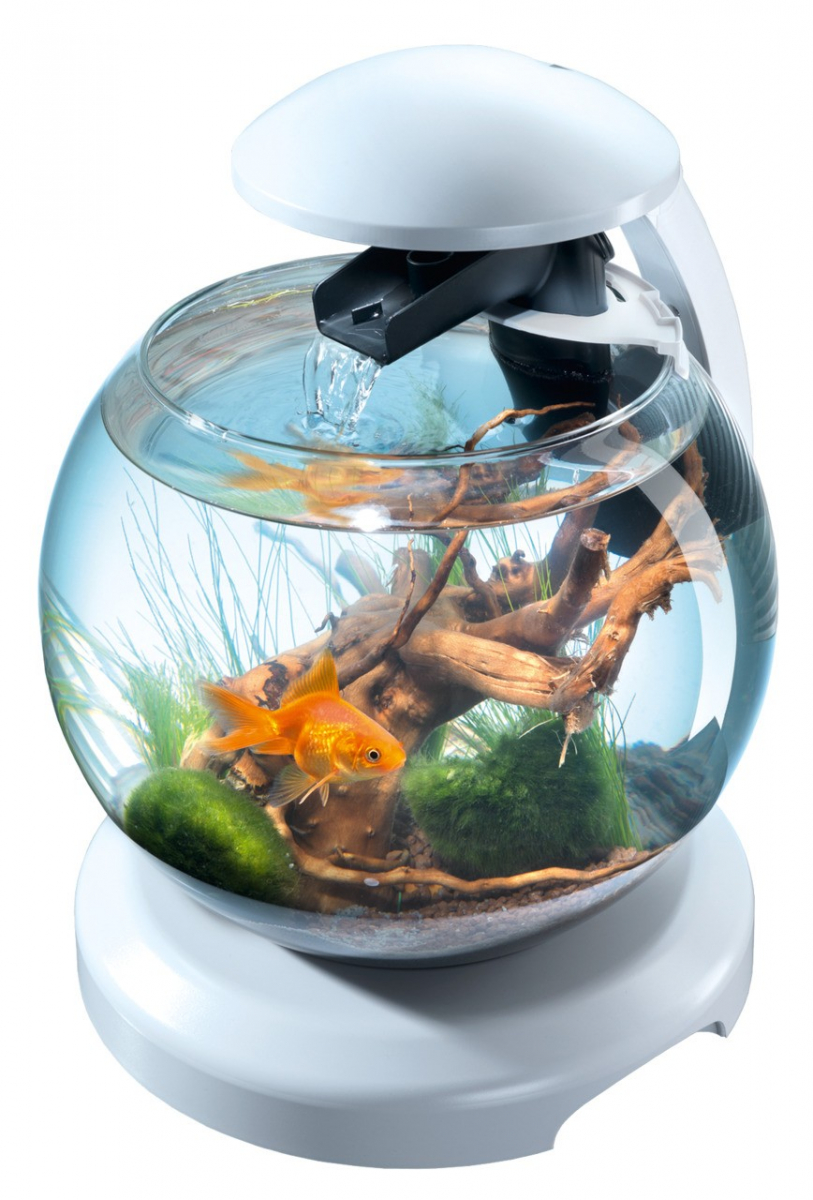overschreden Respectvol betrouwbaarheid Tetra Glazen aquarium met filter, zwart of wit