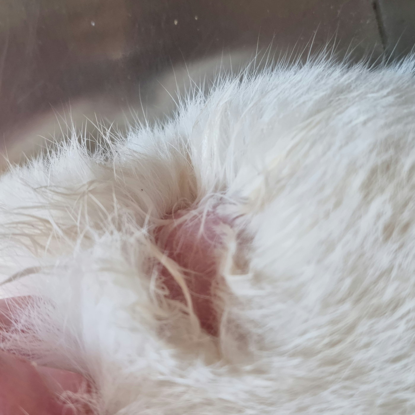 Recensioni su Seresto Collare anti-parassitario gatto