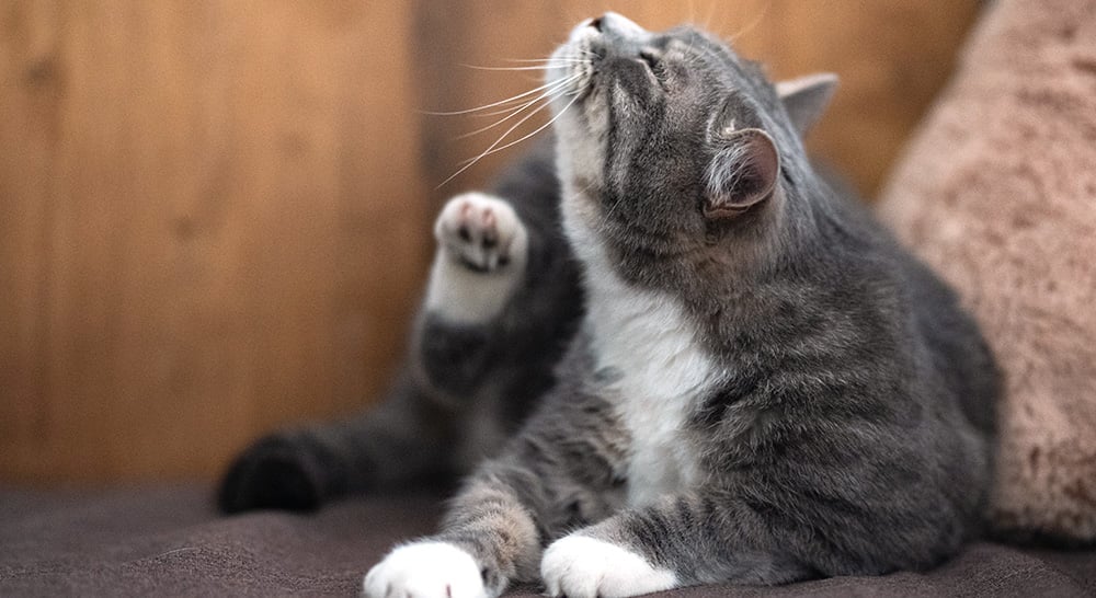 collier seresto pour chats anti parasites zoomalia