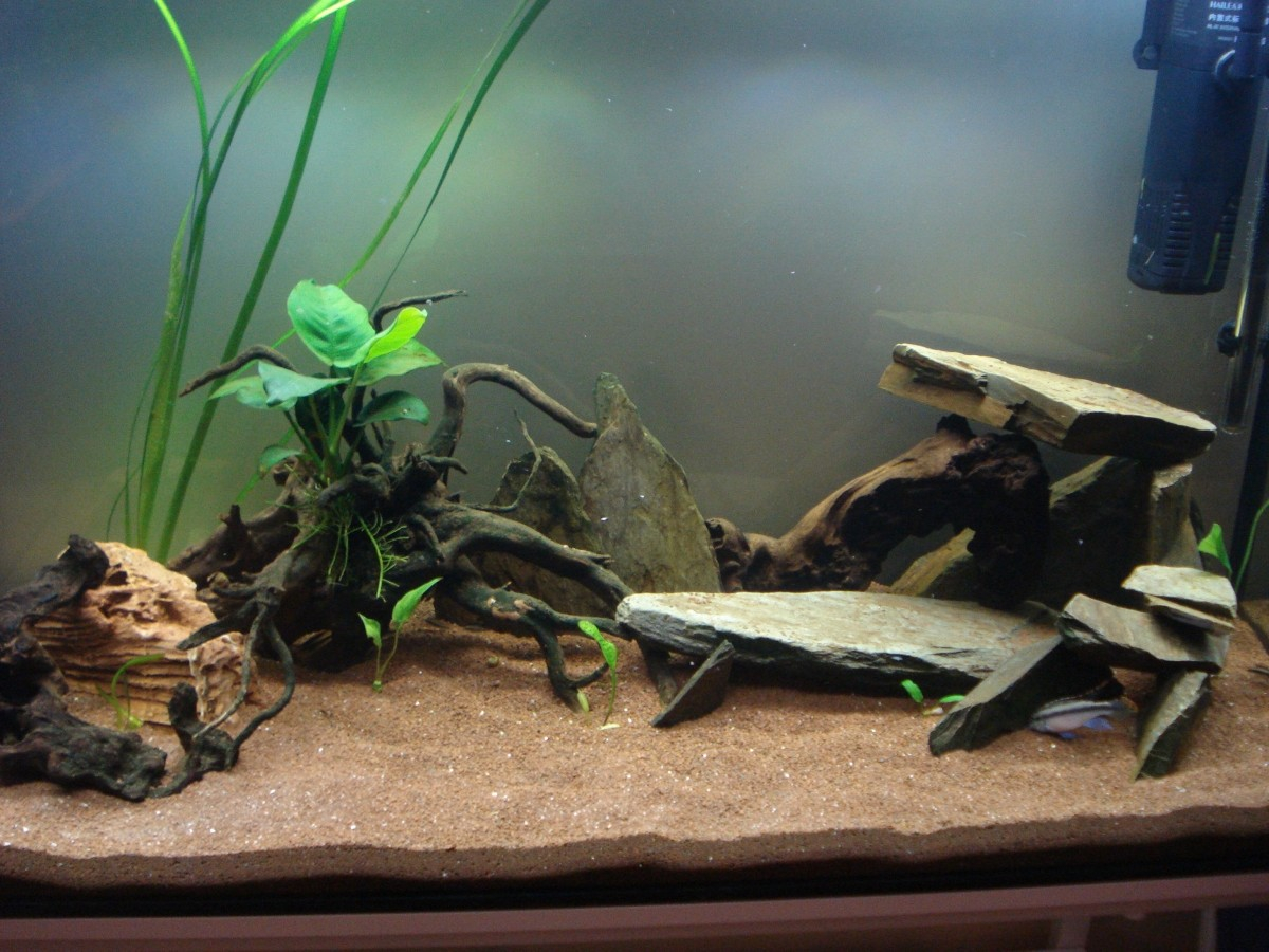 Trop de substrat dans mon aquarium ? : forum Aquarium