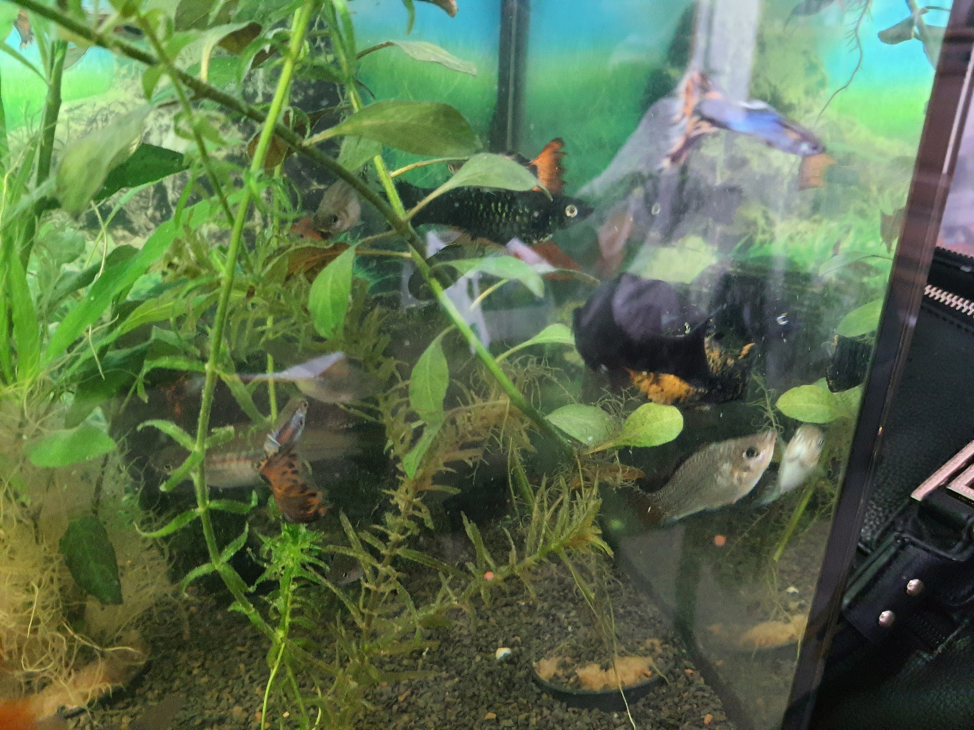 Substrat pour aquarium - Manado - JBL - 10 L AgroBiothers