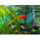 1863_Substrat-aquarium-JBL-Manado_de_Vincent_211572676160b9f0771b0ab0.65502230