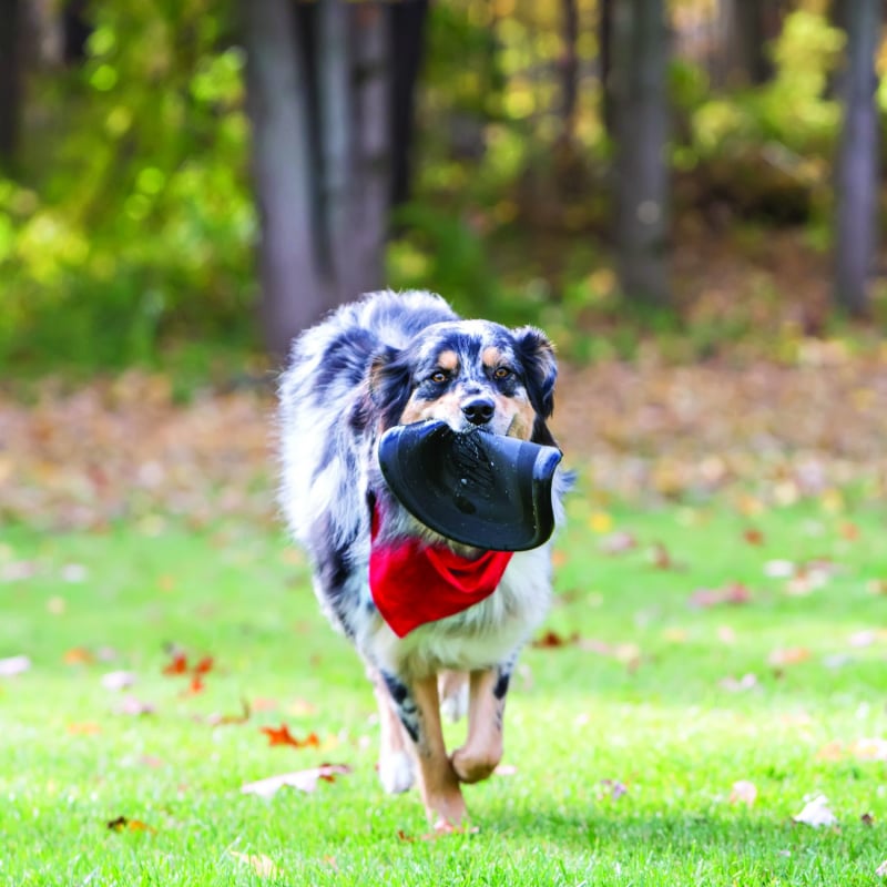 KONG chien Extreme Flyer - frisbee pliable très résistant