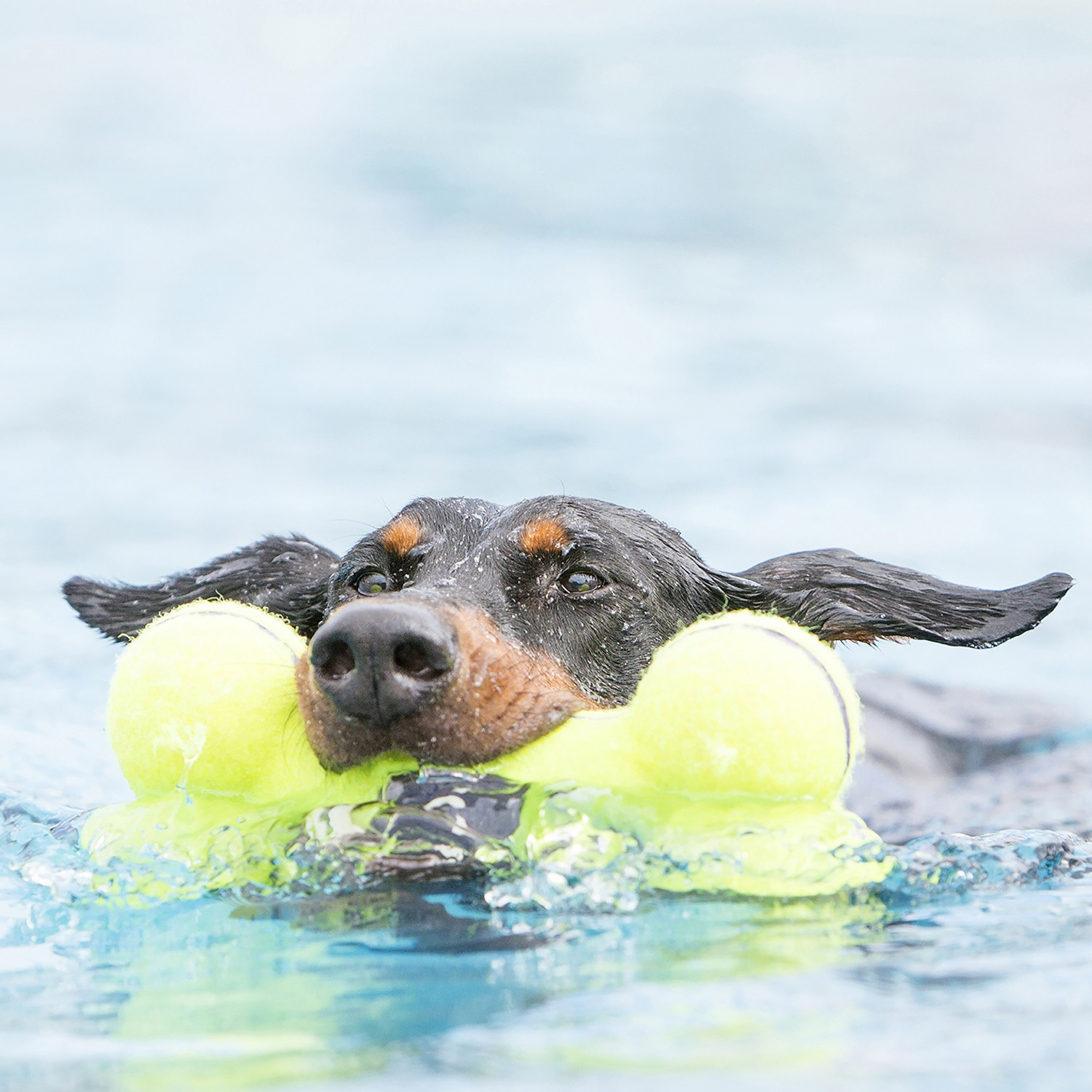 KONG Airdog Bone 3 Größen - für Hunde aller Größen - springendes Quietschi