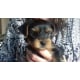 19293_Royal-Canin-Breed-Yorkshire-Terrier-Junior-_de_Joelle_12317609255b9756447b6c59.30421035