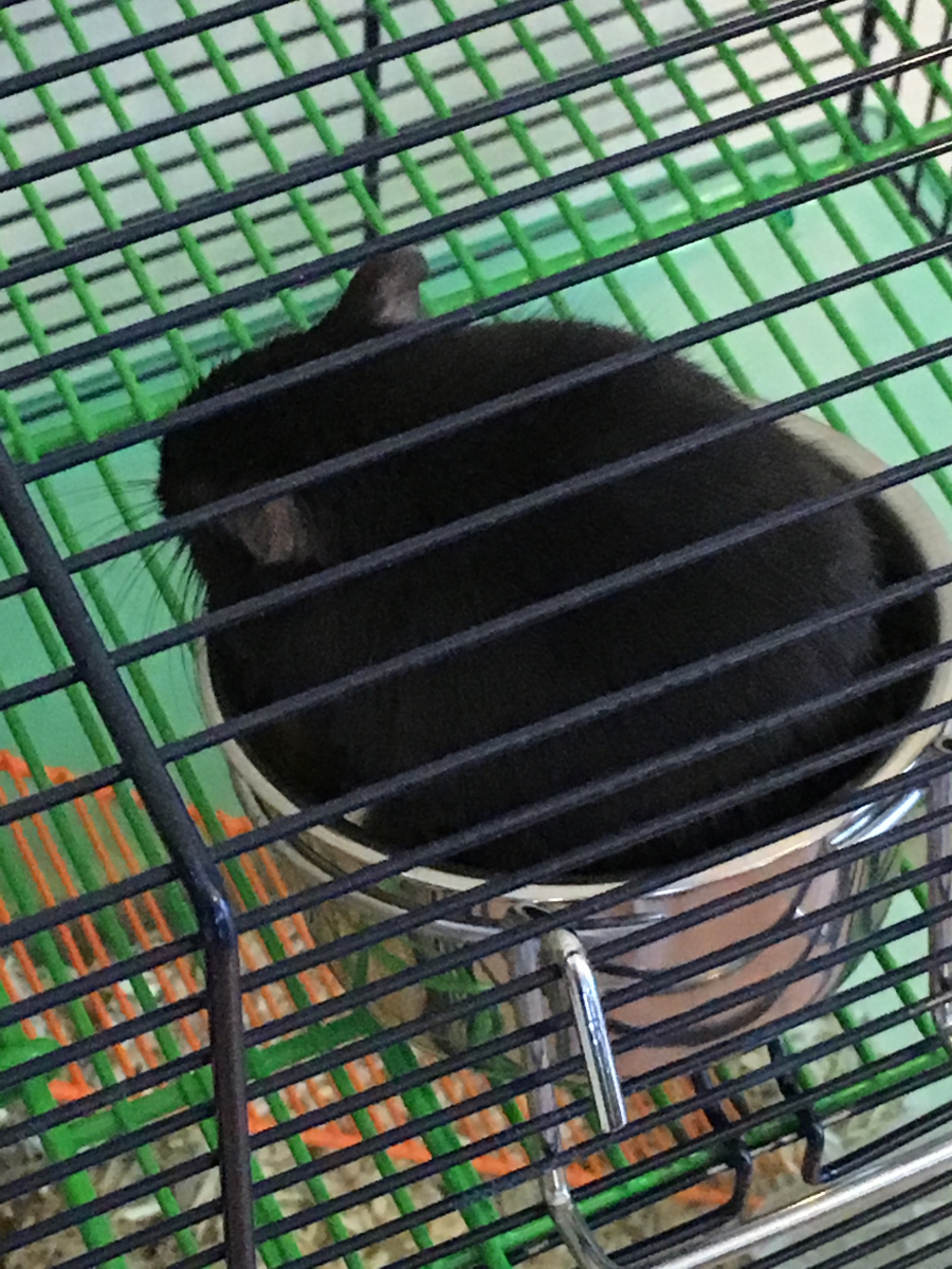 Cage Qute pour hamsters et gerbilles