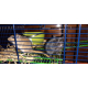 Cage-Habitat-pour-hamster-et-gerbille_de_Solene_614134406068b25d164ca1.38449458