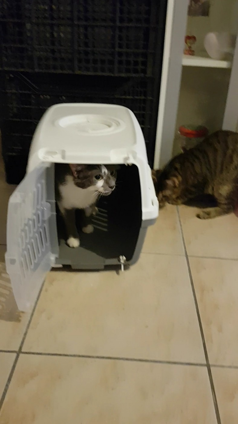 Caisse de transport Zephos : Caisse de transport pour chat et petit chien -  Wanimo