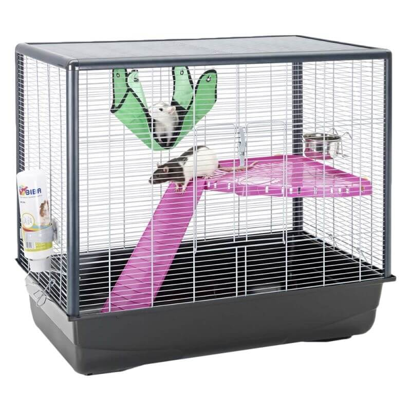 La cage - tout savoir sur le rat domestique