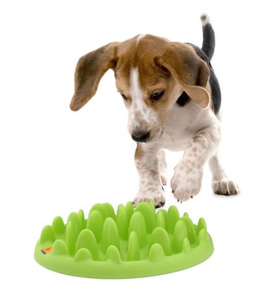 Dispensador de comida para perros pequeños - NORTHMATE GREEN MINI