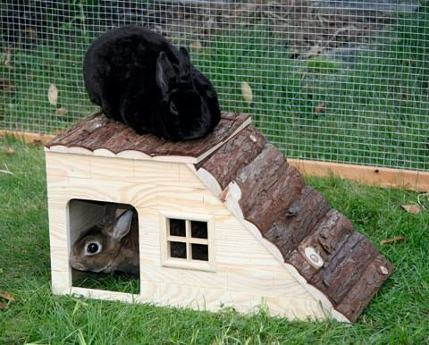 Casa para roedores com rampa