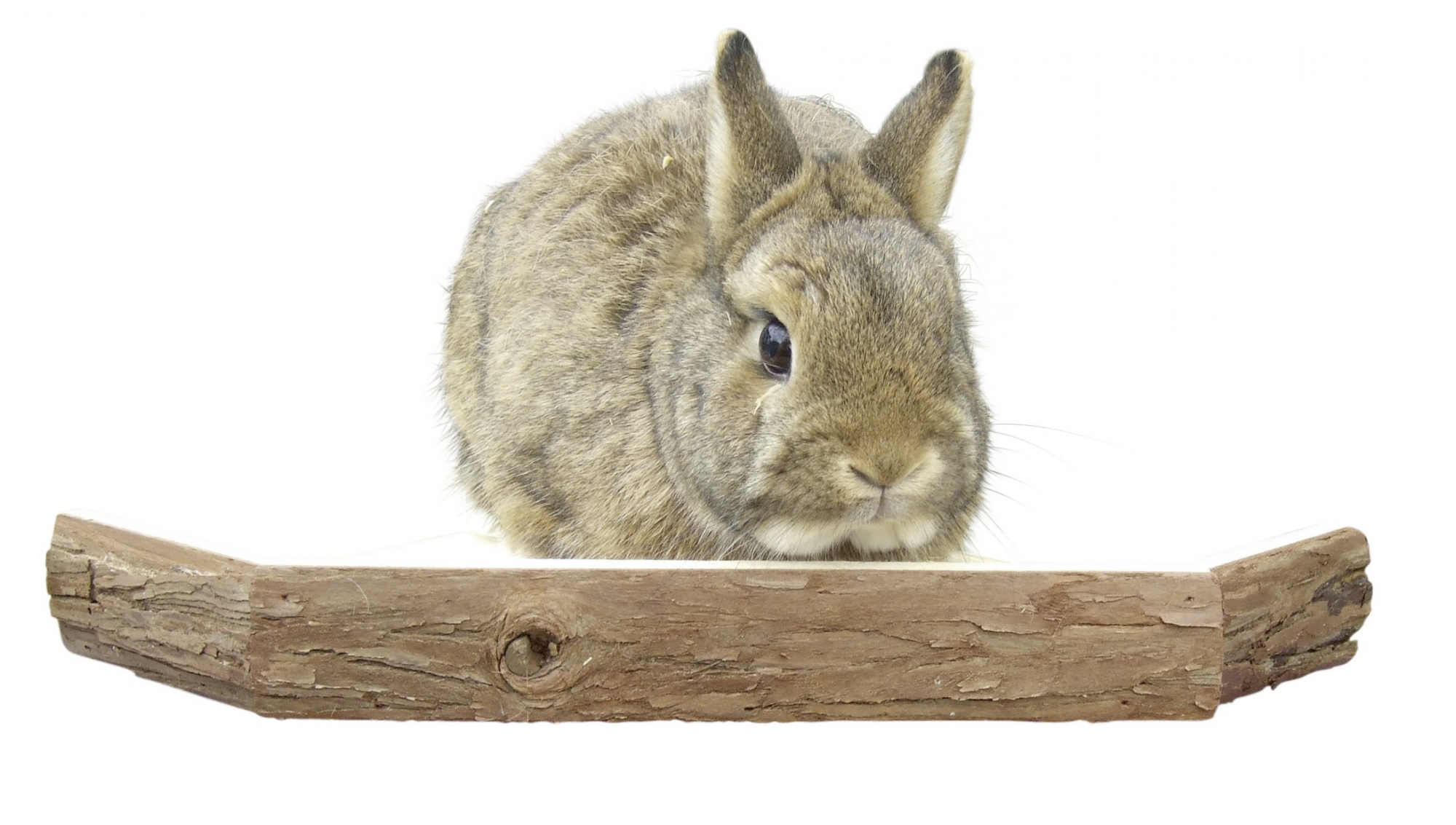 Holzterrasse für Kaninchen