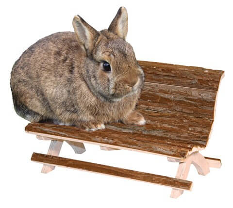  Banco de madera para roedores