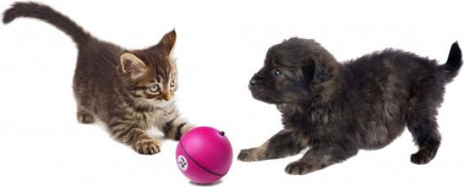 Jouet électronique Pour Chien Et Chat Magic Ball