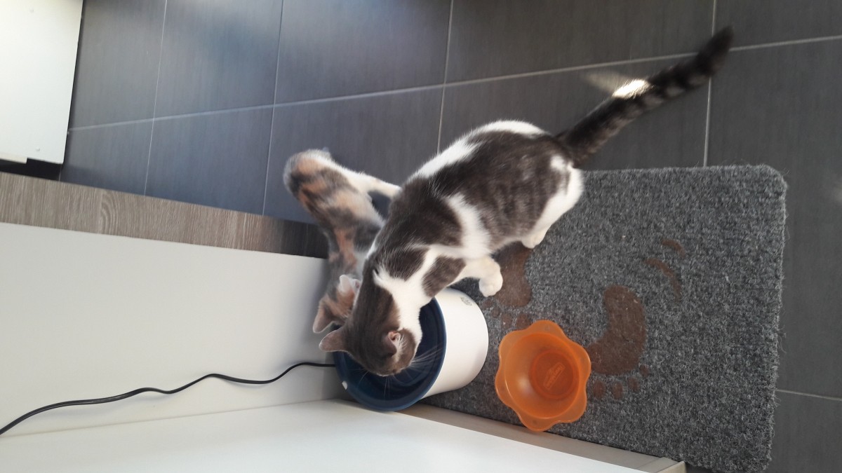 Avis Sur Fontaine à Eau Fresh Clear Pour Chat Et Petit Chien