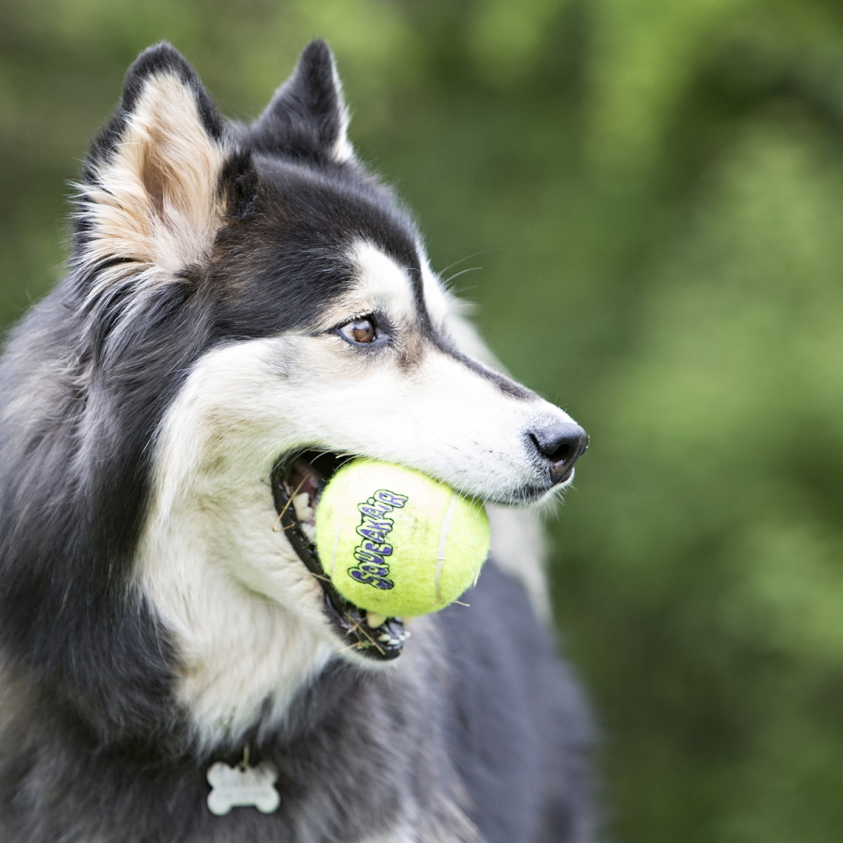 KONG Squakair Pelotas de tenis para perros