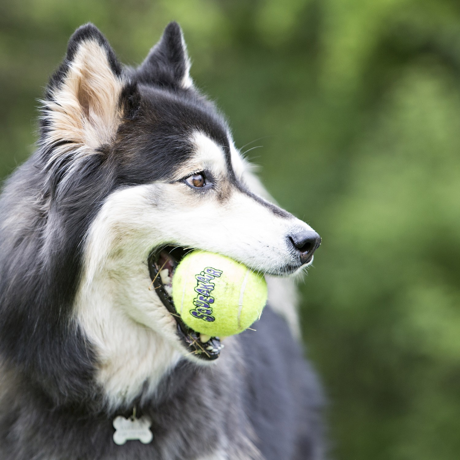 KONG Squakair Pelota de tenis para perros