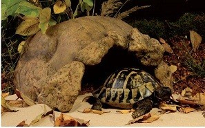 Grot voor schildpadden Exo Terra