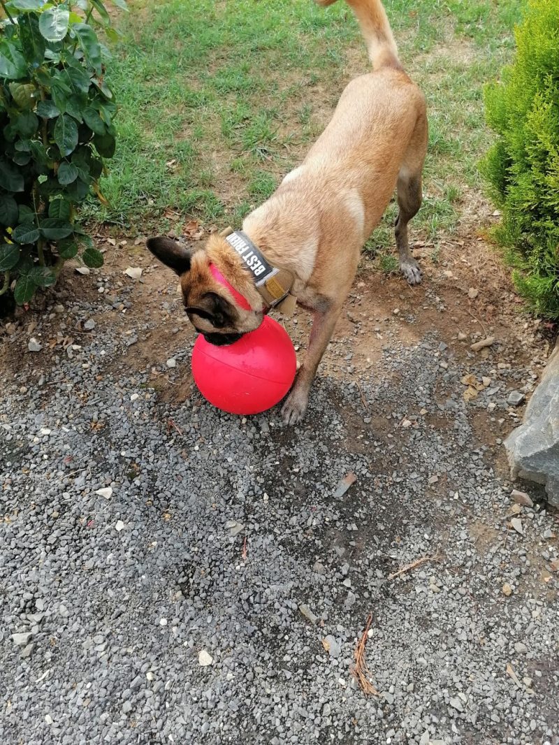 Boomer Ball - Jouet Boomer Ball pour chien