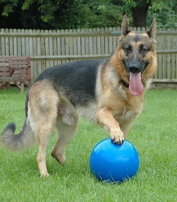 boomer ball pour chien