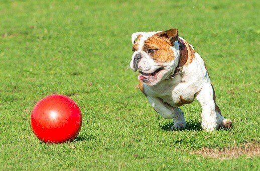 Boomer Ball pour chien 4 tailles