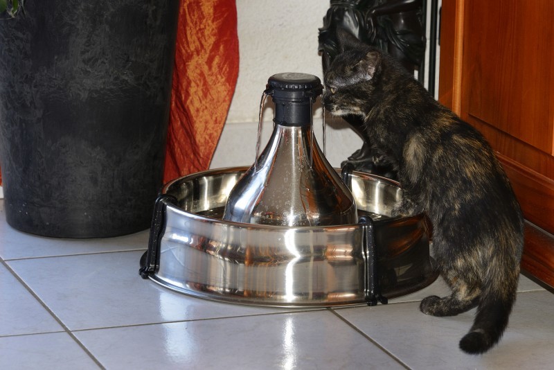 Avis Sur Fontaine Drinkwell Inox 360 Pour Chien Et Chat