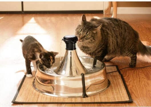 Petsafe Drinkwell in acciaio inox-fontana potabile 360 per gatti e cani 