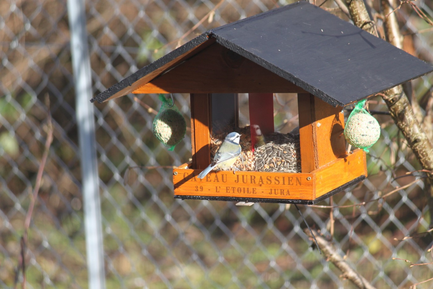 Arachide décortiquée - Alimentation pour oiseaux - Gasco